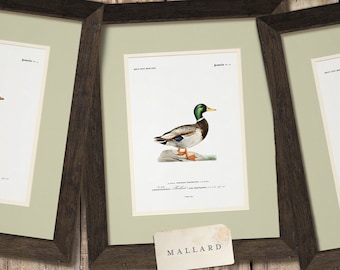 Stampa artistica vintage di un'anatra per la cameretta di un bambino, arte animale antica per l'arredamento dell'ufficio, decorazione murale rustica con anatre per la casa sul lago o la baita.
