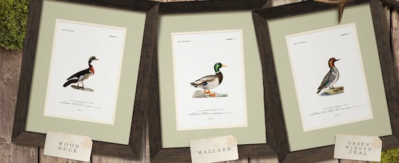 Vintage Duck Art Print for Boy’s Nursery, Antique Animal Art for Office Decor, Duck Camp Rustic Duck Wall Art for Lake House or Cabin