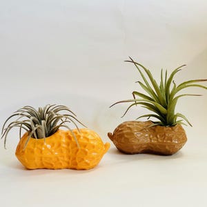 Könnte beinhalten: Zwei Erdnuss-förmige Pflanzgefäße, eines orange und eines braun, jedes mit einer kleinen Luftpflanze darin.