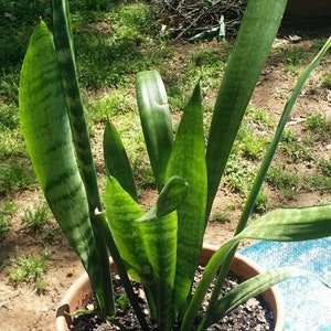 Sansevieria / Dracaena trifasciata (Rooted Cuttings)