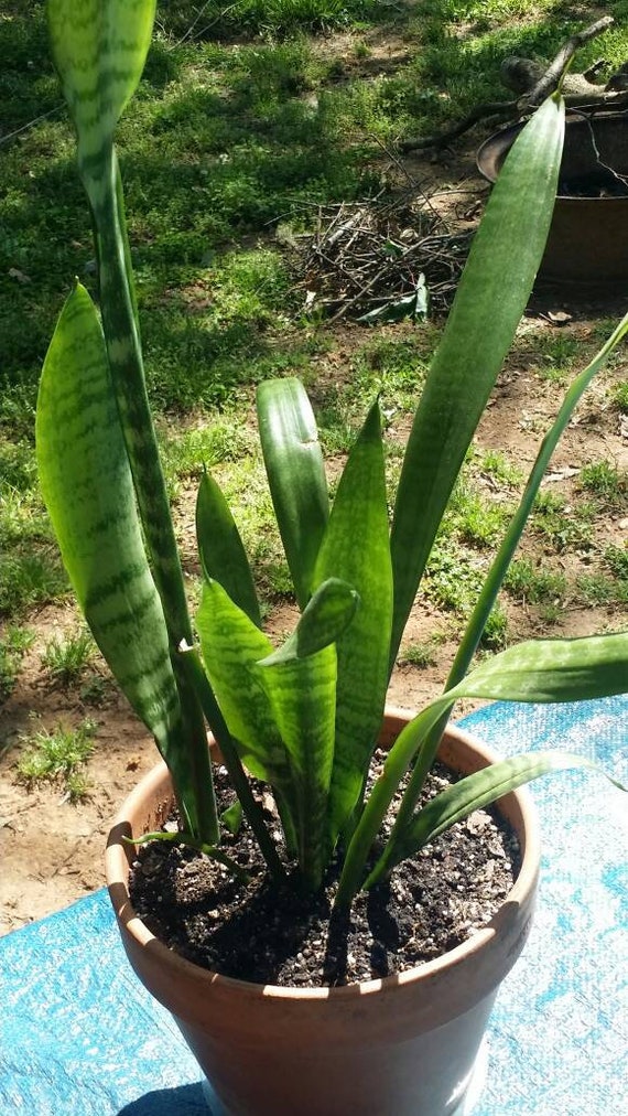 Buy Sansevieria / Dracaena Trifasciata (rooted Cuttings) Online in India -  Etsy