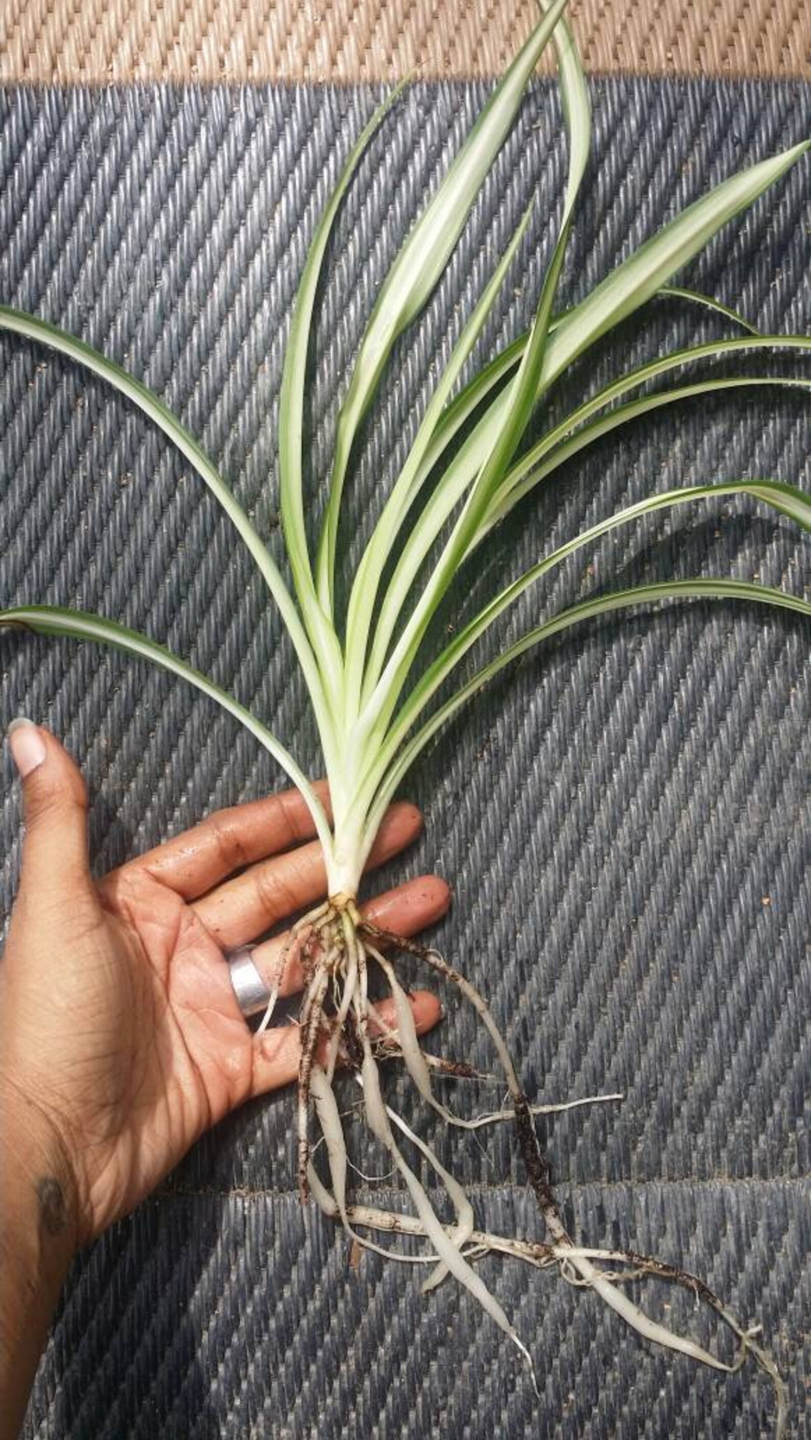 Varigated Spider Plant Pups Etsy
