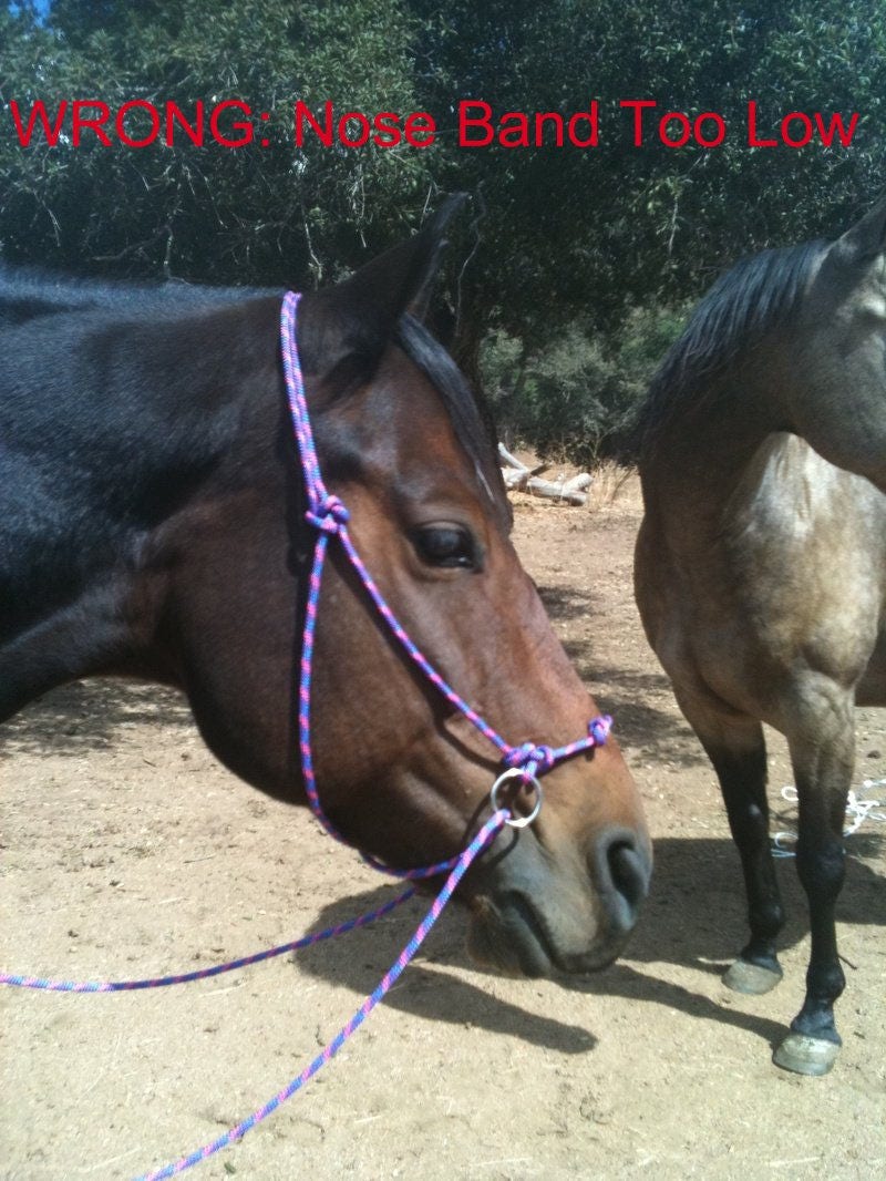 Simple Bitless Rope Bridle Hackamore Riding Halter DIY Etsy UK