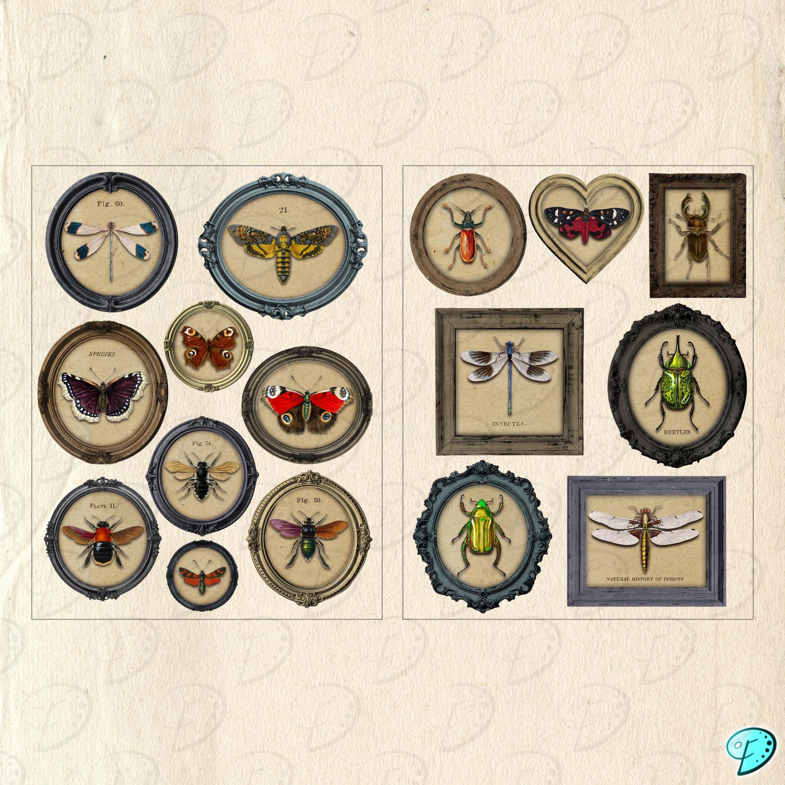 Entomology Frames Ephemera Printable Kit | Digital | Insect ...