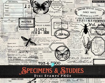 Muster und Studien Digi Stamps PNG Bundle | digital | Auflage | Junk Journal | Sammelalbum | Ephemera | Jahrgang | Insekt | Botanik | Wissenschaft
