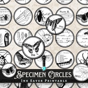 Spécimen cercles économiseur d&#39;encre imprimable | numérique | insecte | en détresse | journal indésirable | album de découpures | éphémères | millésime | scarabée | papillon