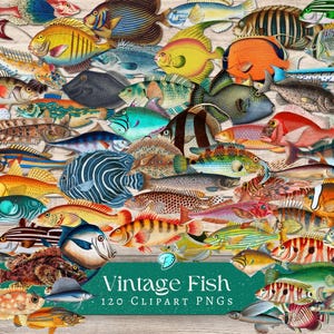 Vintage Fish Clipart | ephemera | antique | vintage | scrapbook | Transparent PNG | printable | Ocean | Water | Sea | Nautical | River