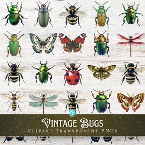 Vintage Bugs Clipart Transparent PNG | digital | insect | junk journal | scrapbook | ephemera | vintage | beetle | butterfly | entomology