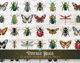 Vintage Bugs Clipart Transparent PNG | digital | insect | junk journal | scrapbook | ephemera | vintage | beetle | butterfly | entomology