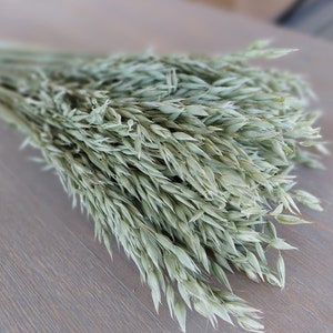 Natural Soft Green Avena Oats/Grains Bunch - Large 8oz Bunch - Dried Avena Bouquet - Dried Grain Filler - Farmhouse Style