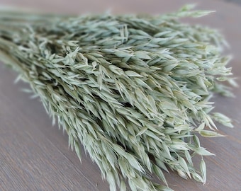 Natural Soft Green Avena Oats/Grains Bunch - Large 8oz Bunch - Dried Avena Bouquet - Dried Grain Filler - Farmhouse Style