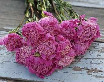 Dried Peonies (pink) - Dried Peony Bunch, medium pink naturally dried peonies - DIY Floral Crafts Supplies