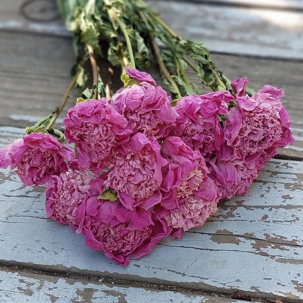 Dried Peonies (pink) - Dried Peony Bunch, medium pink naturally dried peonies - DIY Floral Crafts Supplies