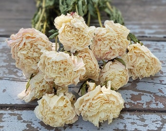 Dried Peonies (cream) - Dried Peony Bunch, cream naturally dried peonies - DIY Floral Crafts Supplies