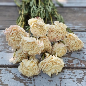 Dried Peonies (cream) - Dried Peony Bunch, cream naturally dried peonies - DIY Floral Crafts Supplies