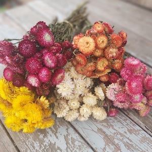 Dried strawflowers, pink, blush cream, golden-yellow, apricot-orange, dark rose  - Perfect for bridal bouquets and dried flower arrangements