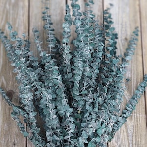 Eucalyptus Bunch, Preserved Frosted Green Eucalyptus Ideal for weddings, floral  crafts, and arrangements