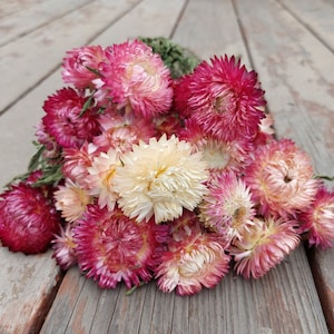 Pink Strawflowers, dried pink flowers perfect for bouquets, spring wedding flowers, floral home decor