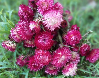 Strawflowers Shades of Deep Rose Colored Strawflower Bunch - 3 oz Bunch of Everlasting Strawflowers