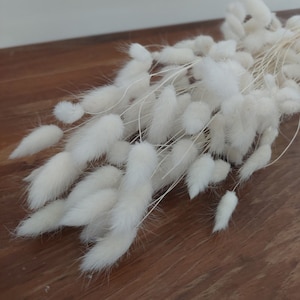 White Bunny Tail Grass Bundle | 50-60 Stems Dried Lagurus Ovatus | Boho Wedding Decor Bleached White Bunny Tail Grass