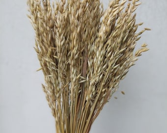 May include: A bundle of dried oat grass, featuring a natural beige color. The stems are tied together, creating a rustic and organic aesthetic. This decorative element is suitable for home decor and crafting projects.