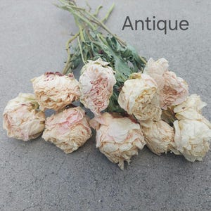 May include: A bouquet of dried flowers with pale cream and light pink petals and green stems. The word Antique is printed in dark gray text in the upper right corner. The flowers have a ruffled, layered appearance with visible dried foliage.