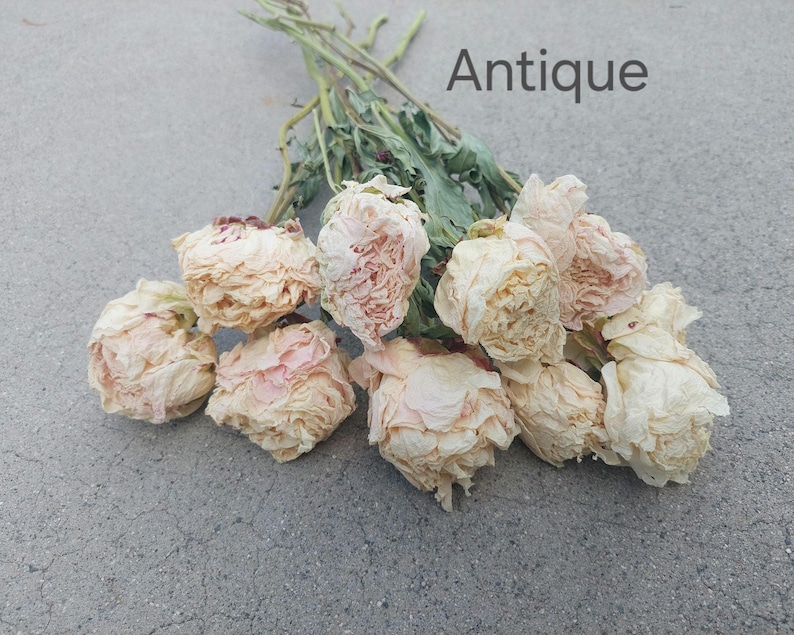 May include: A bouquet of dried flowers with pale cream and light pink petals and green stems. The word Antique is printed in dark gray text in the upper right corner. The flowers have a ruffled, layered appearance with visible dried foliage.