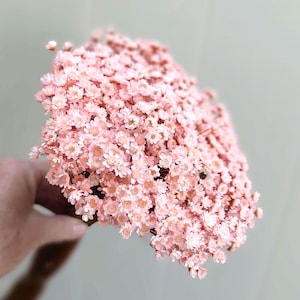 Pink Dried Star Flowers - Small Pink Daisies are Perfect for weddings and small flower arrangements