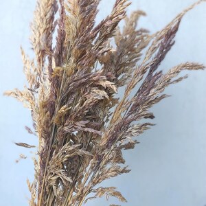 May include: A bundle of dried ornamental grass, featuring a mix of beige, brown, and purple hues. The feathery plumes are arranged in a vertical composition against a light blue background. This natural element is suitable for home decor.