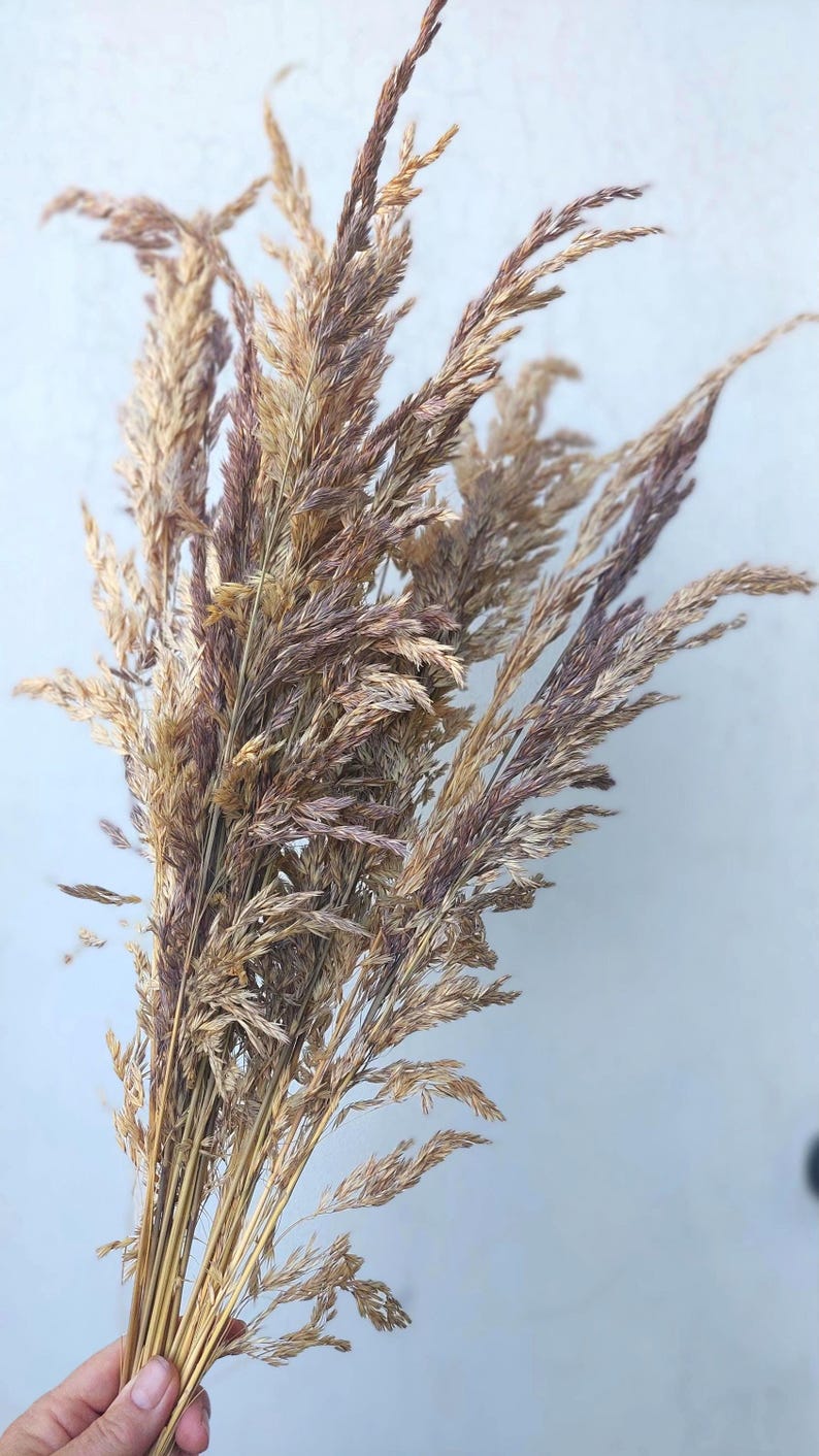 May include: A bundle of dried ornamental grass, featuring a mix of beige, brown, and purple hues. The feathery plumes are arranged in a vertical composition against a light blue background. This natural element is suitable for home decor.