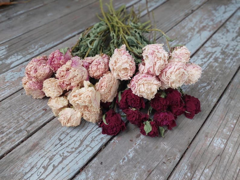 May include: A bouquet of dried flowers featuring multiple peony blossoms in shades of pale pink, cream, and deep burgundy. The flowers have ruffled, layered petals and are attached to thin, dried green stems that extend from the flower heads.