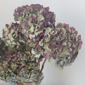 May include: Close-up of dried hydrangea flowers in shades of purple, green, and cream. The flowers are clustered together, with visible stems. The image is set against a plain white background, highlighting the natural beauty of the floral arrangement.