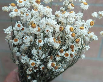 Dried Mini Daisies: Ammobium, Winged Everlasting Flowers, Wedding Bouquet Filler and Home Decor