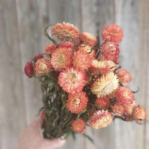 Apricot-Orange Dried Strawflowers: Wedding Bouquet Flowers, Floral Decor