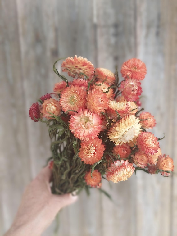 Apricot-Orange Dried Strawflowers: Wedding Bouquet Flowers, Floral Decor
