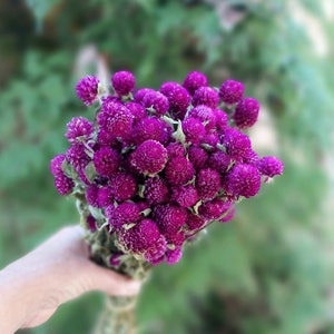 Purple Globe Amaranth Dried Flower Bunch 4 oz Bunch of Everlasting Magenta Purple Gomphrena For DIY Floral and Nature Crafts image 1