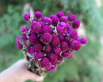 Purple Globe Amaranth Dried Flower Bunch - 4 oz Bunch of Everlasting Magenta Purple Gomphrena For DIY Floral and Nature Crafts