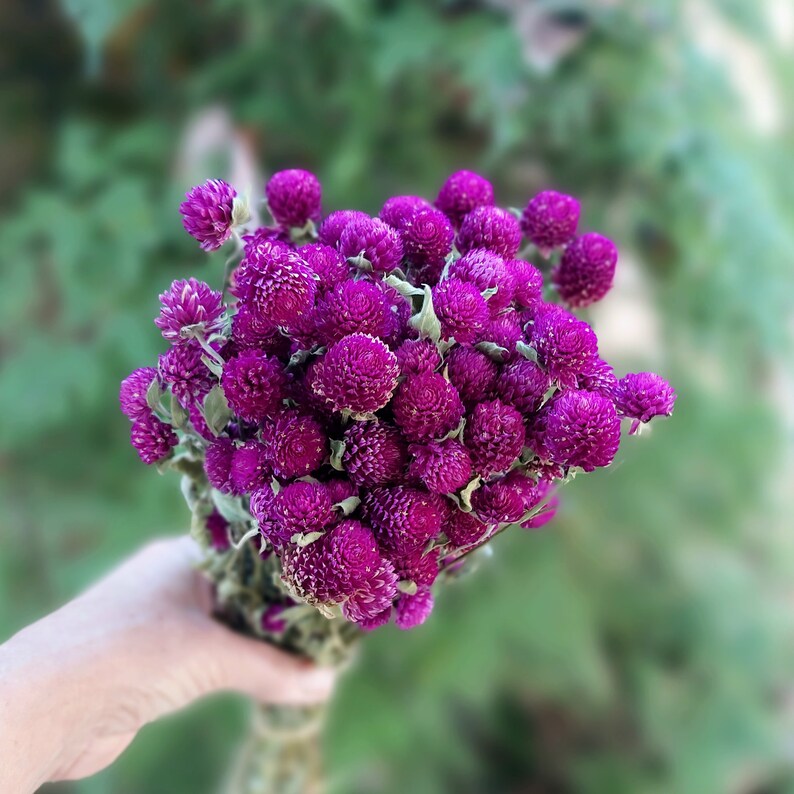 Purple Globe Amaranth Dried Flower Bunch 4 oz Bunch of Everlasting Magenta Purple Gomphrena For DIY Floral and Nature Crafts image 1