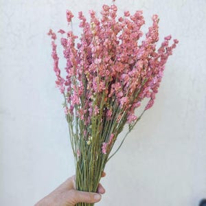 May include: A bouquet of dried pink flowers with green stems. The flowers are held in a person's hand against a white background. The flowers have a delicate, textured appearance, and the overall aesthetic is soft and natural.
