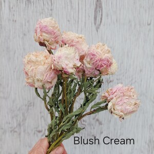 Dried Peony Bunch: Pink, Antique, and Burgundy DIY Floral Supplies Blush Cream