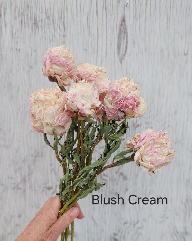 Dried Peony Bunch: Pink, Antique, and Burgundy DIY Floral Supplies Blush Cream