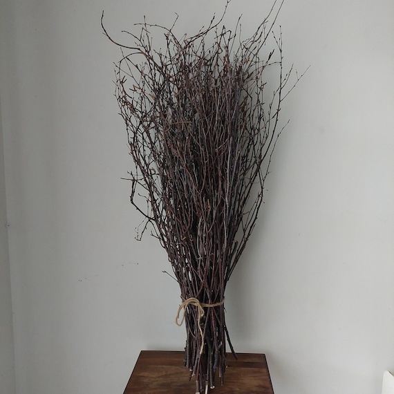 Birch twig, 3-4 ft