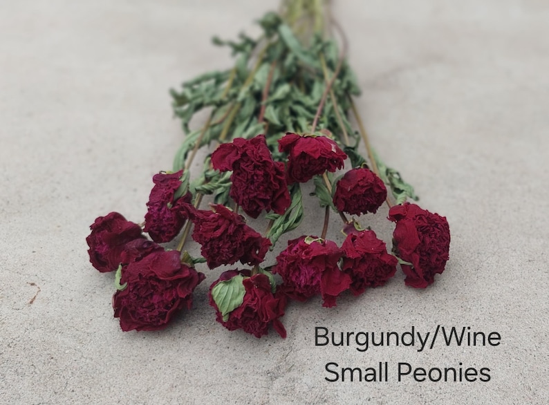 May include: A bouquet of dried burgundy and wine colored small peonies with green stems and leaves. The text "Burgundy/Wine Small Peonies" is printed in the bottom right corner of the image, identifying the floral variety and color.