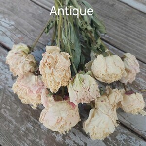 Dried Peony Bunch: Pink, Antique, and Burgundy DIY Floral Supplies image 5