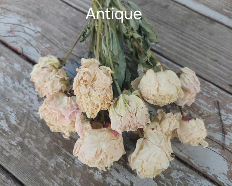 Dried Peony Bunch: Pink, Antique, and Burgundy DIY Floral Supplies image 5