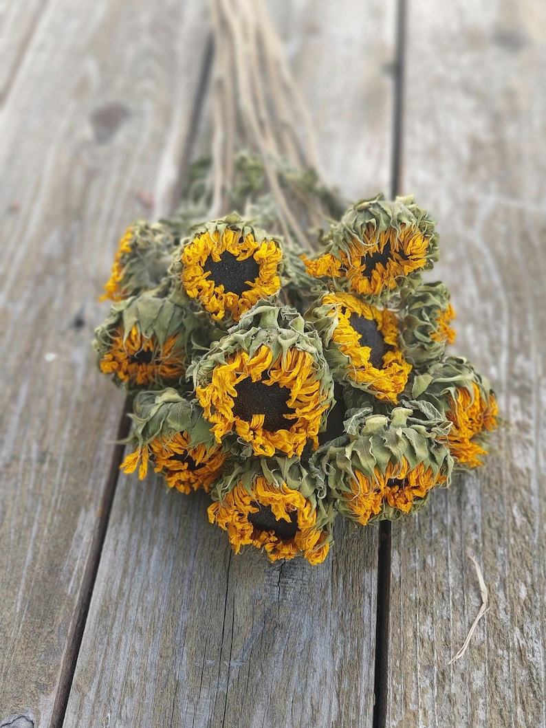 May include: A bundle of dried sunflowers with yellow petals and dark brown centers. The flowers are clustered together, with green and brown stems. The background is a weathered wooden surface.