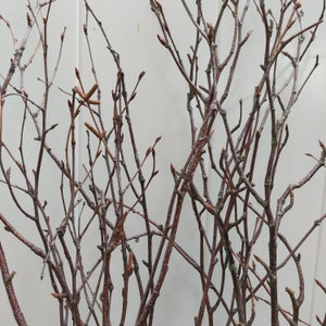 May include: Close-up of a bundle of bare tree branches. The branches are a mix of brown and gray, with small buds at the tips. The branches are intertwined, creating a textured and natural look. The background is a plain white surface.