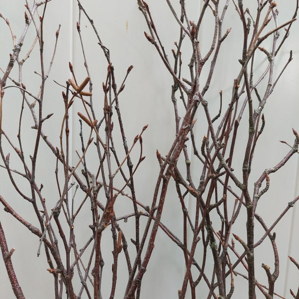 Birch Tree Branches 3'-4' Tall (25 individual branches) - Great for Rustic Interior Decorating, DIY Crafts and Weddings