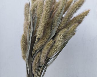 May include: A bundle of dried, fluffy wheat-like grass, featuring a mix of tan and light green hues. The stems are held together, creating a natural, textured arrangement. The image is set against a plain white background.