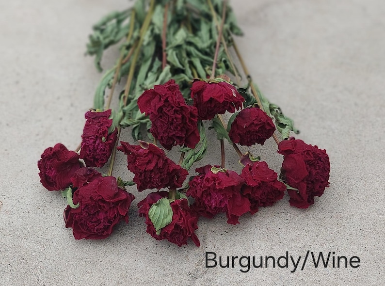 May include: A bouquet of dried flowers with deep burgundy and wine-colored petals and long, thin, dried green stems. The text "Burgundy/Wine" is printed in the bottom right corner of the image, identifying the color of the floral arrangement.